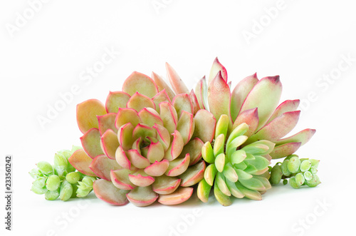 Arrangement of various types of succulent flowering houseplant white background