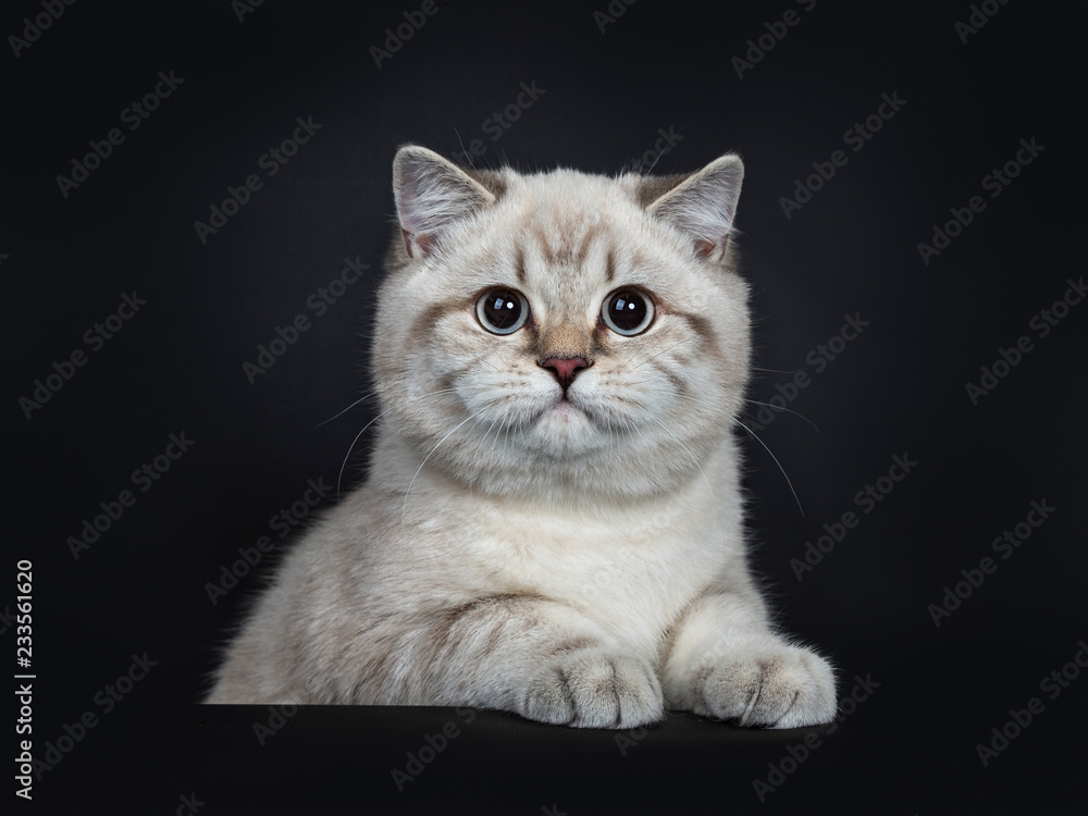 Super cute blue tabby point British Shorthair cat kitten sitting behind black box, looking to camera with light blue eyes and paws on box. Isolated on black background. Super cute blue tabby point British Shorthair cat kitten sitting behind black box, looking to camera with light blue eyes and paws on box. Isolated on black background.