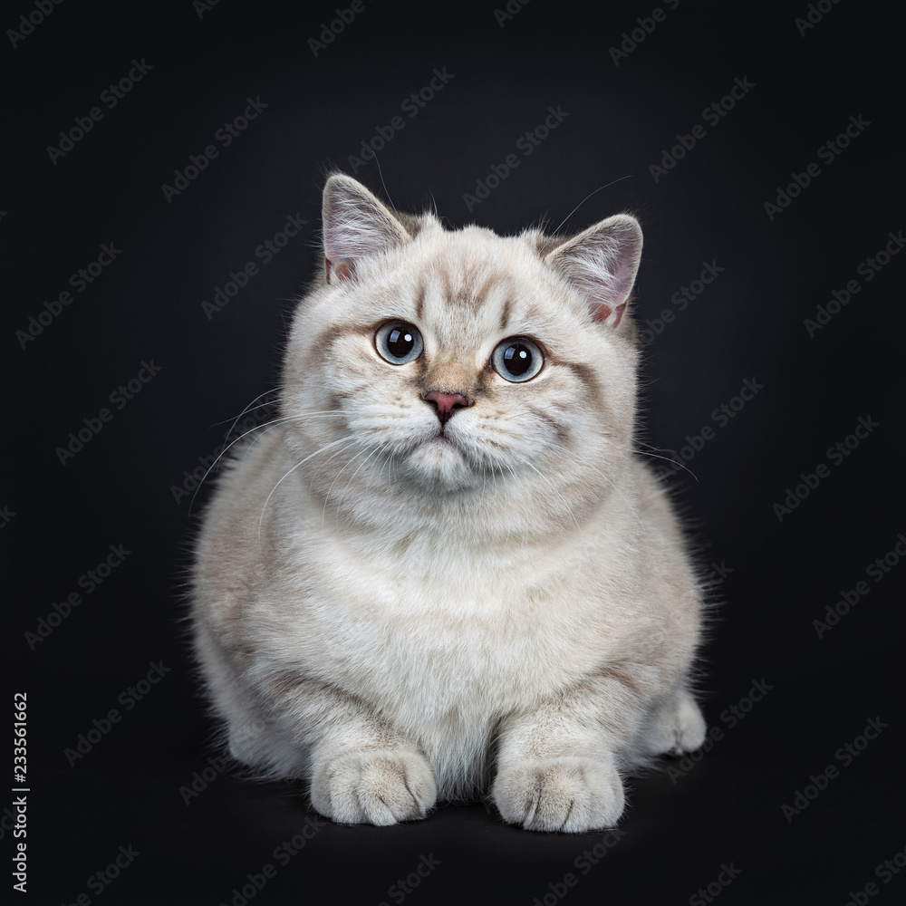 Super cute blue tabby point British Shorthair cat kitten laying down, looking at camera with light blue eyes. Isolated on black background.