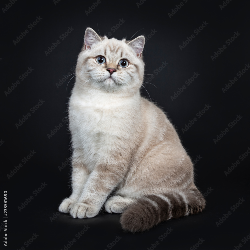 Super cute blue tabby point British Shorthair cat kitten sitting straight up side ways, looking at camera with light blue eyes. Isolated on black background.