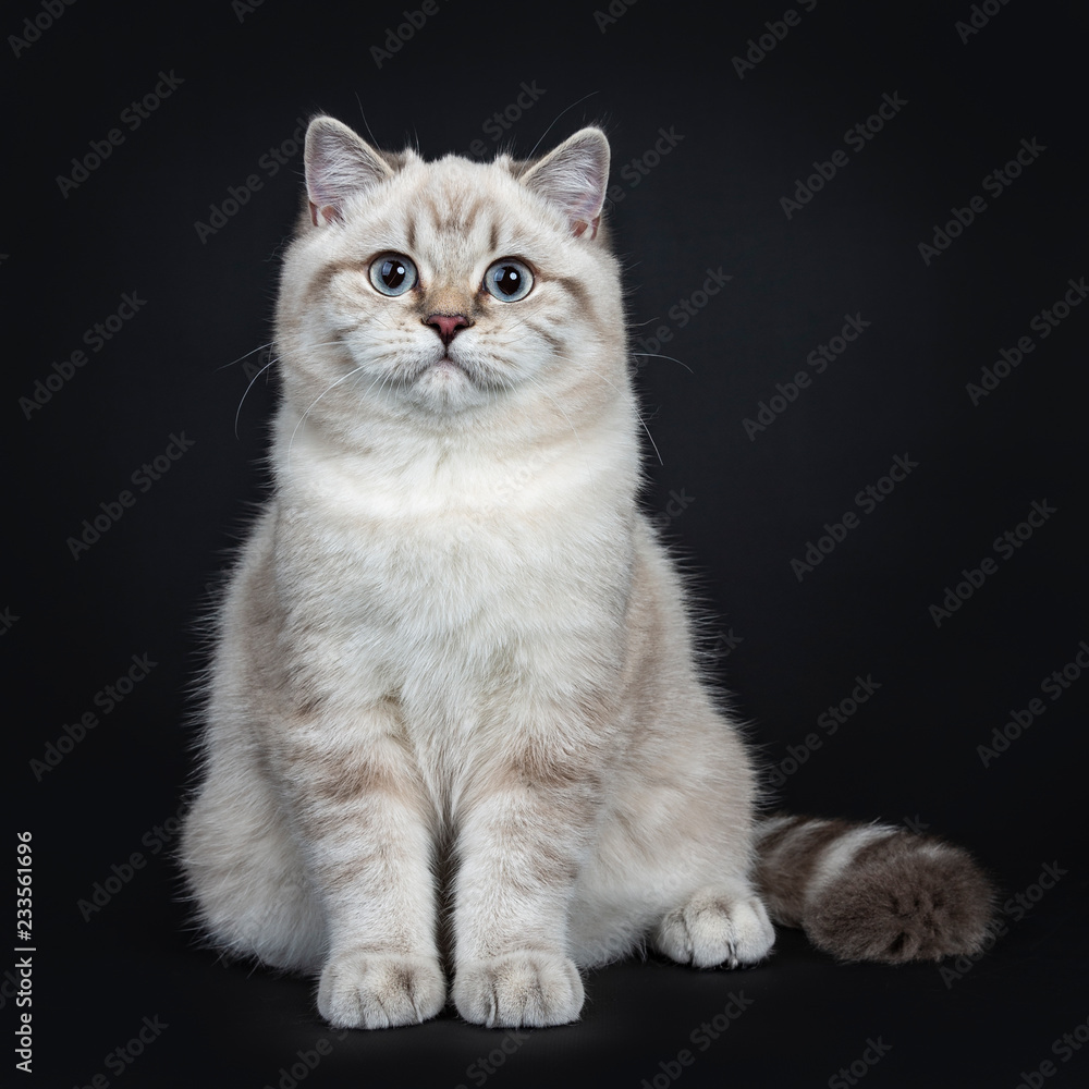 Super cute blue tabby point British Shorthair cat kitten sitting straight up, looking at camera with light blue eyes. Isolated on black background.