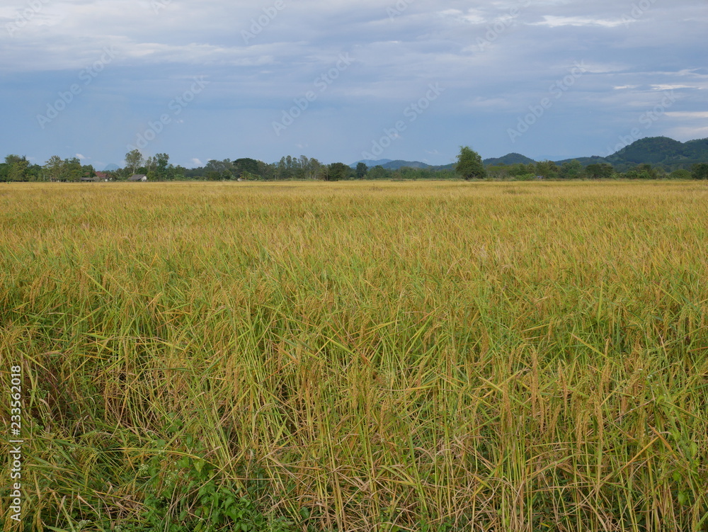 organic rice farm in countryside