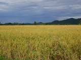 organic rice farm in countryside