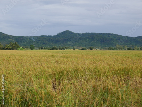 grass nature background,field of wheat