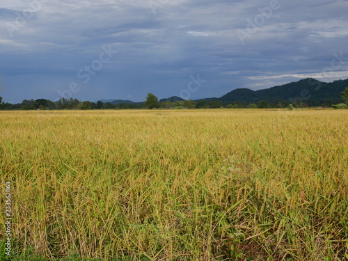 organic rice farm in countryside