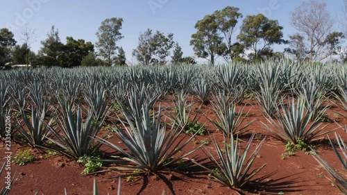 Red Soil Agave Field Located in Tequila, Mexico. Young Agave Plants are Planted in Parallel Rows. 4k Camera Walks Moving Through Aisles of Crops