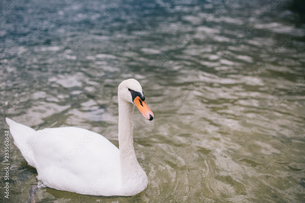 Fototapeta premium A beautiful lone swan floats in the lake.