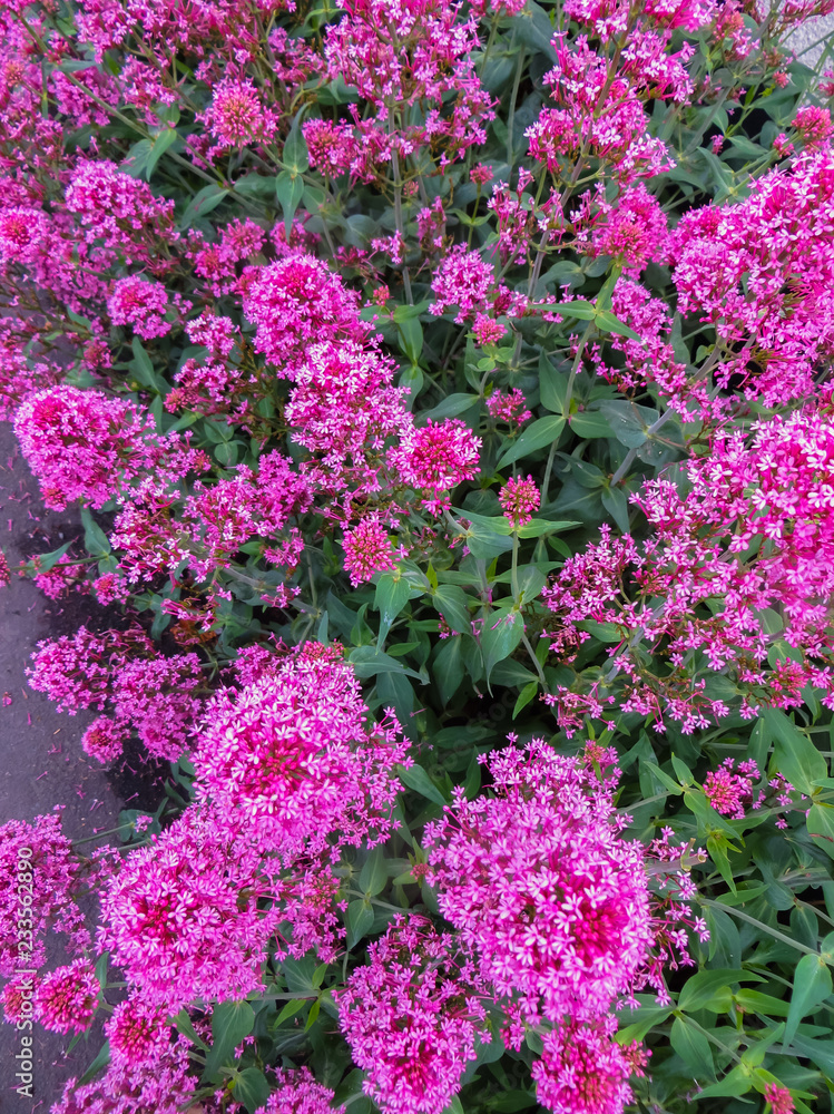 Pink flowers of red valerian, which is called jupiter beard Pink flowers of red valerian, which is called jupiter beard
