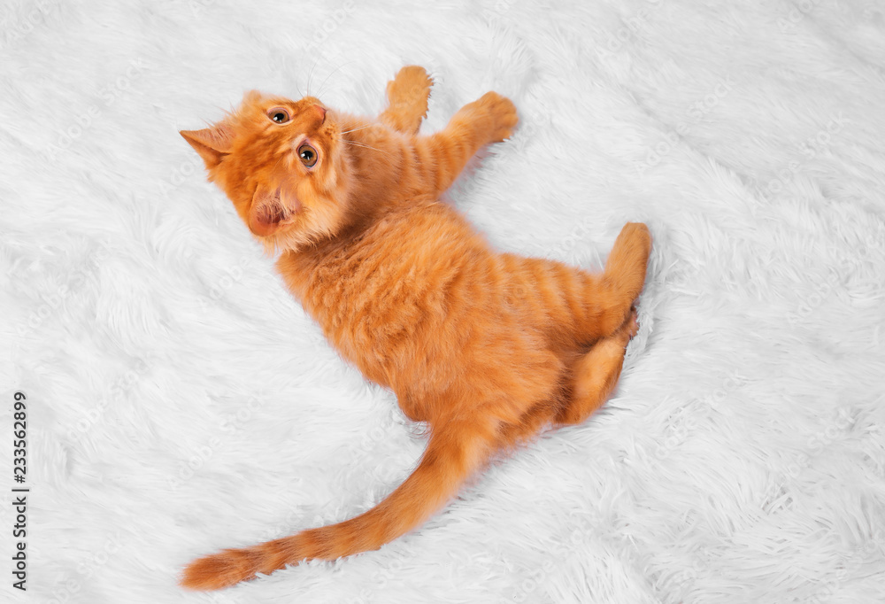 A small red Maine-coon kitten, on a white background, plays, runs, looks, lies A small red Maine-coon kitten, on a white background, plays, runs, looks, lies