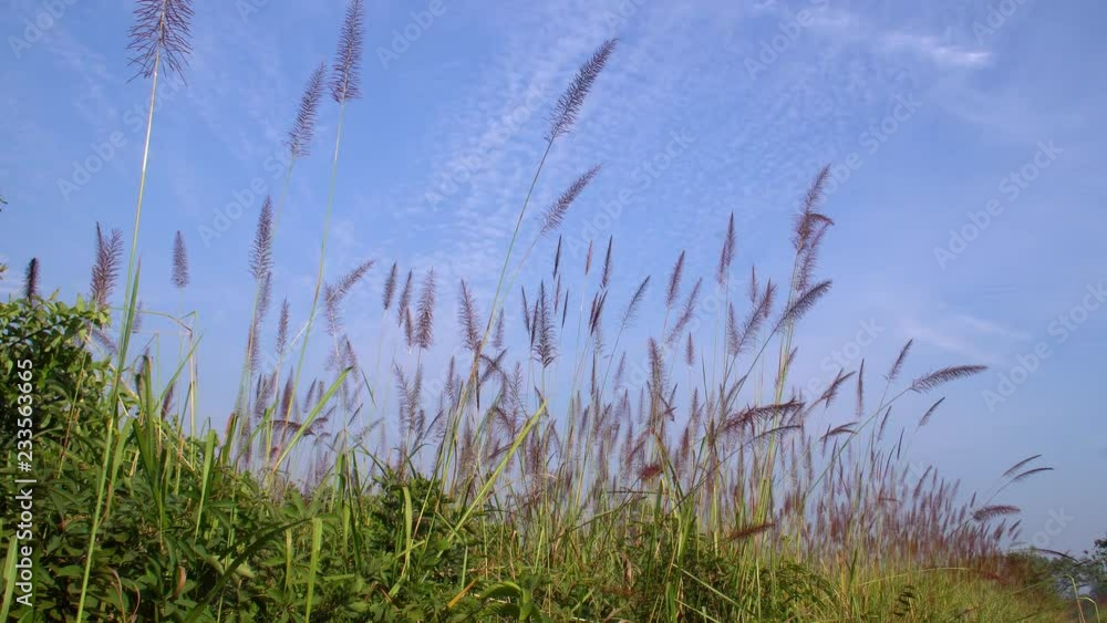 Elephant Grass (Pennisetum purpureum) Elephant Grass (Pennisetum purpureum)