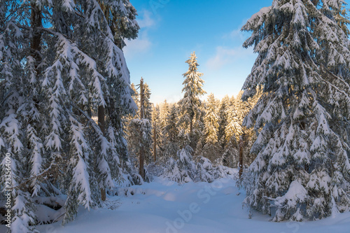 Winter in einem Wald © kentauros