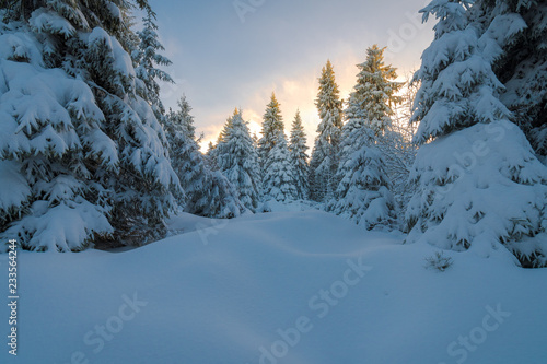 Sonnenuntergang im Winter Wald mit Schnee © kentauros