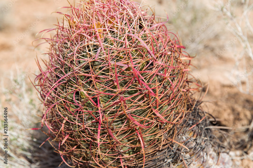 nature, botany and floral concept - close up of barrel cactus growing in desert nature, botany and floral concept - close up of barrel cactus growing in desert