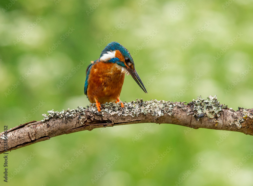 Kingfisher Kingfisher
