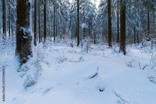 Winter in einem Wald im Oberharz © kentauros