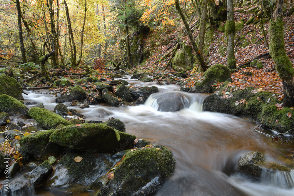 Small mountain river in autumn forest - obrazy, fototapety, plakaty 