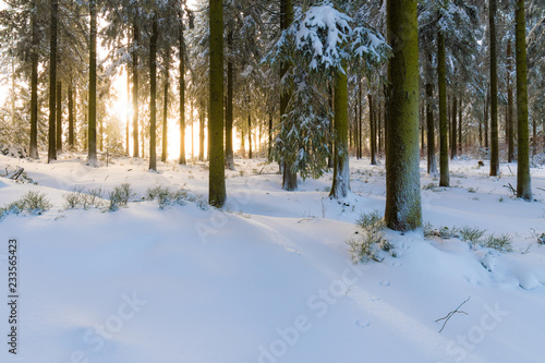 Die Sonne scheint in einen Wald im Winter mit viel Schnee
