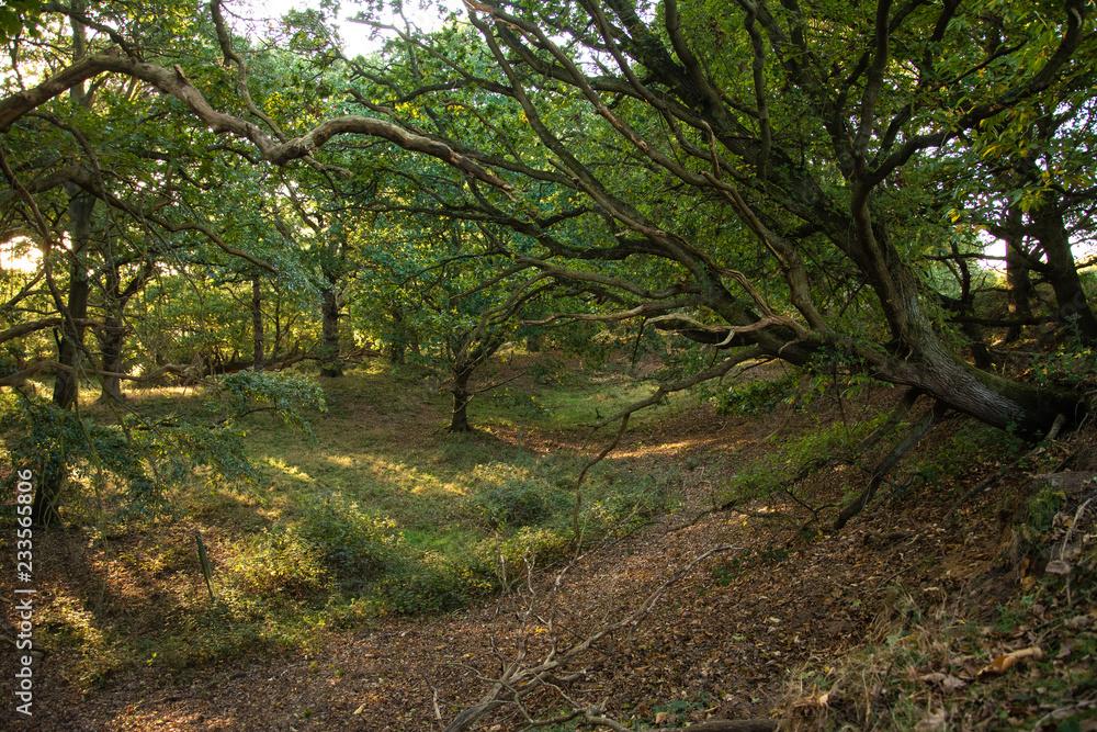 Woodland at Evening Woodland at Evening