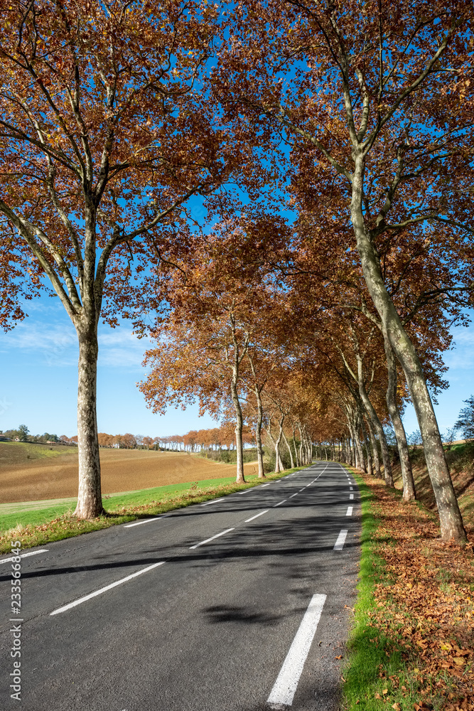 Route de campagne bordée de platanes, champs labourés, automne, Tarn, France Route de campagne bordée de platanes, champs labourés, automne, Tarn, France