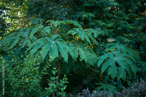 Tetrapanax papyrifer