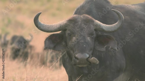 Yellow Billed Oxpecker drinking fluid coming out of cape buffalo nose, Maasai Mara