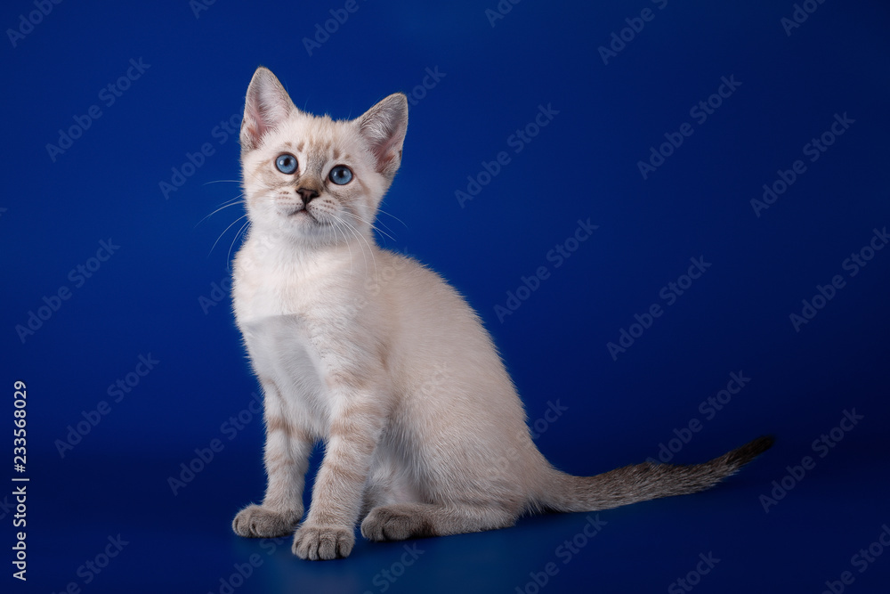 Thai  tabby kitten on a blue background