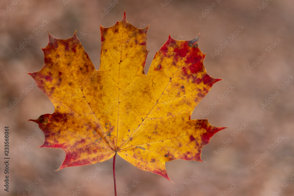 big leaf brown background big leaf brown background