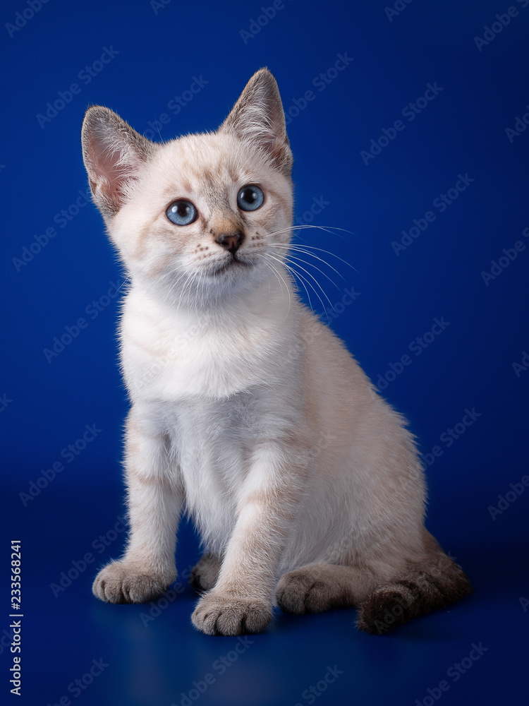 Thai  tabby kitten on a blue background