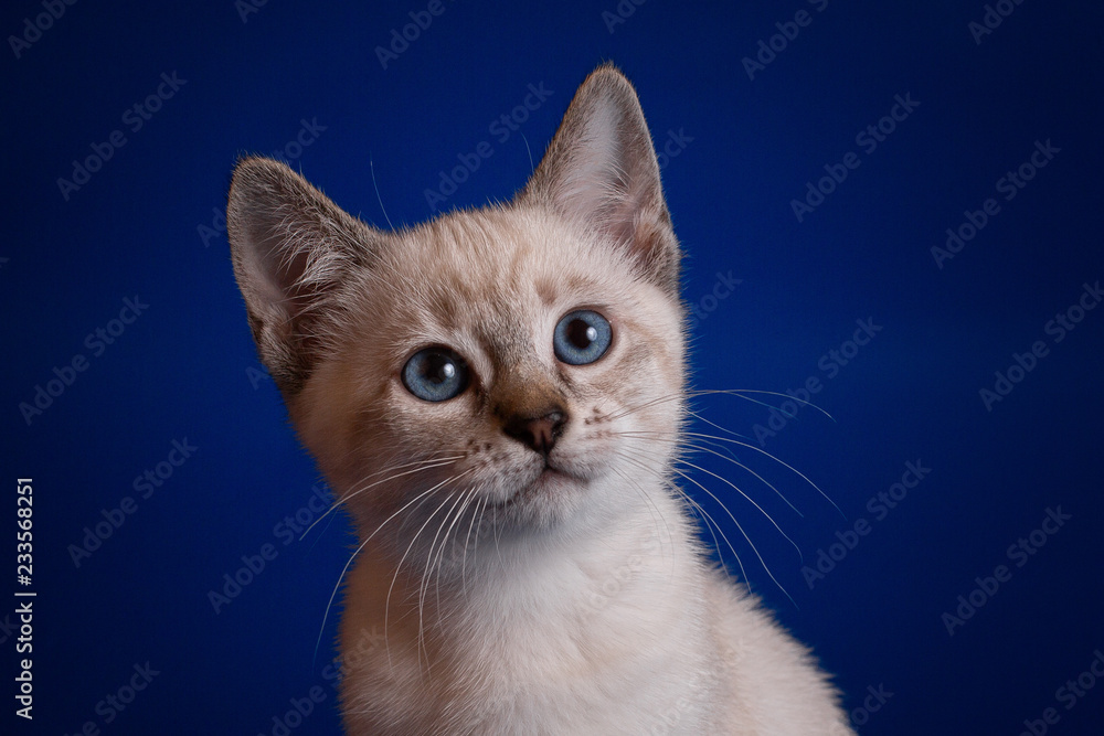 Fototapeta premium Thai tabby kitten on a blue background