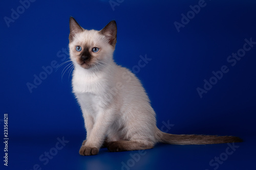Thai tabby kitten on a blue background