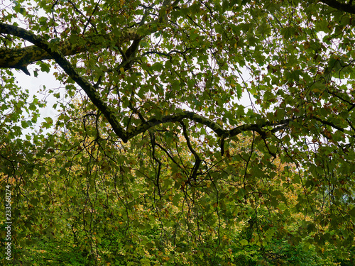 Branch with leaves in Green Park  London  UK