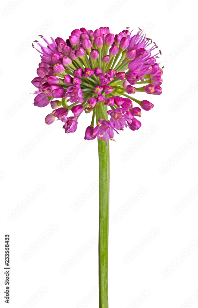 Purple flowers of ornamental onion hybrid Millenium isolated on white