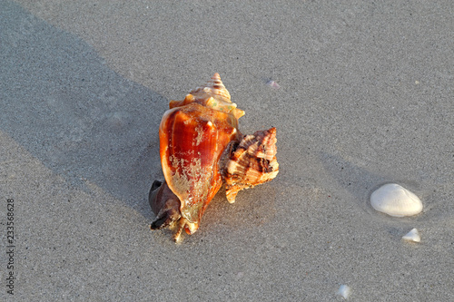 Apple murex snail eating a Florida fighting conch