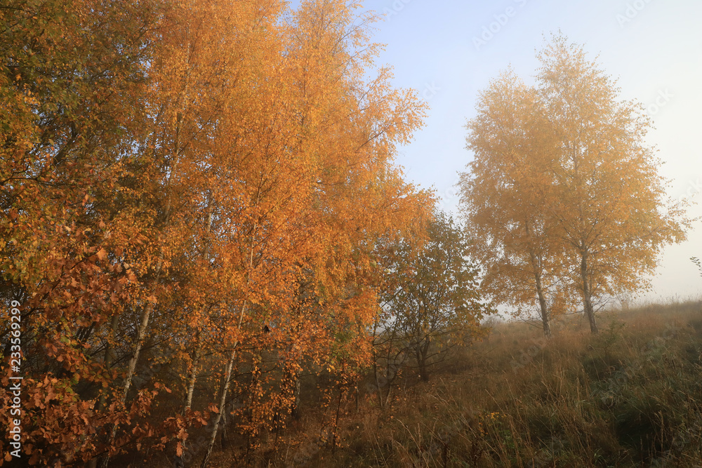 Fototapeta premium Autumn landscape with fog.