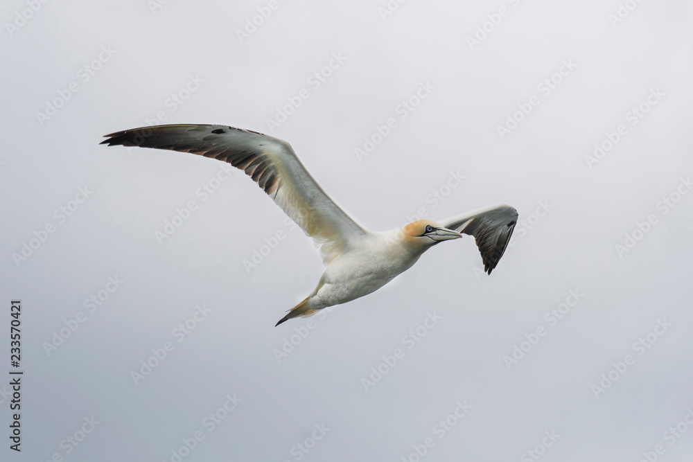 Northern gannet (Morus bassanus) in flight around the isle of May Northern gannet (Morus bassanus) in flight around the isle of May