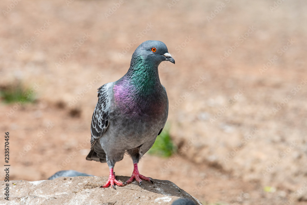 Portrait of a beautiful pigeon on a sunny autumn day Portrait of a beautiful pigeon on a sunny autumn day