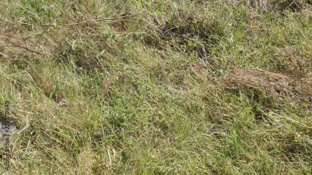 Grass cutting with long curved blade of scythe outdoor 4K video Grass cutting with long curved blade of scythe outdoor 4K video
