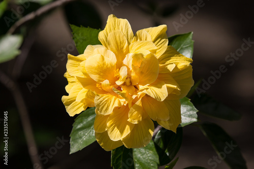 Yellow Hibiscus Flower in black dard background photo