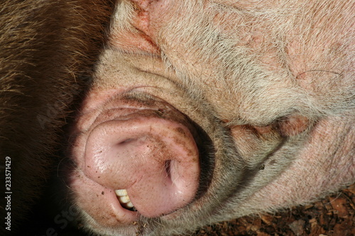 Closeup of an ugly pig