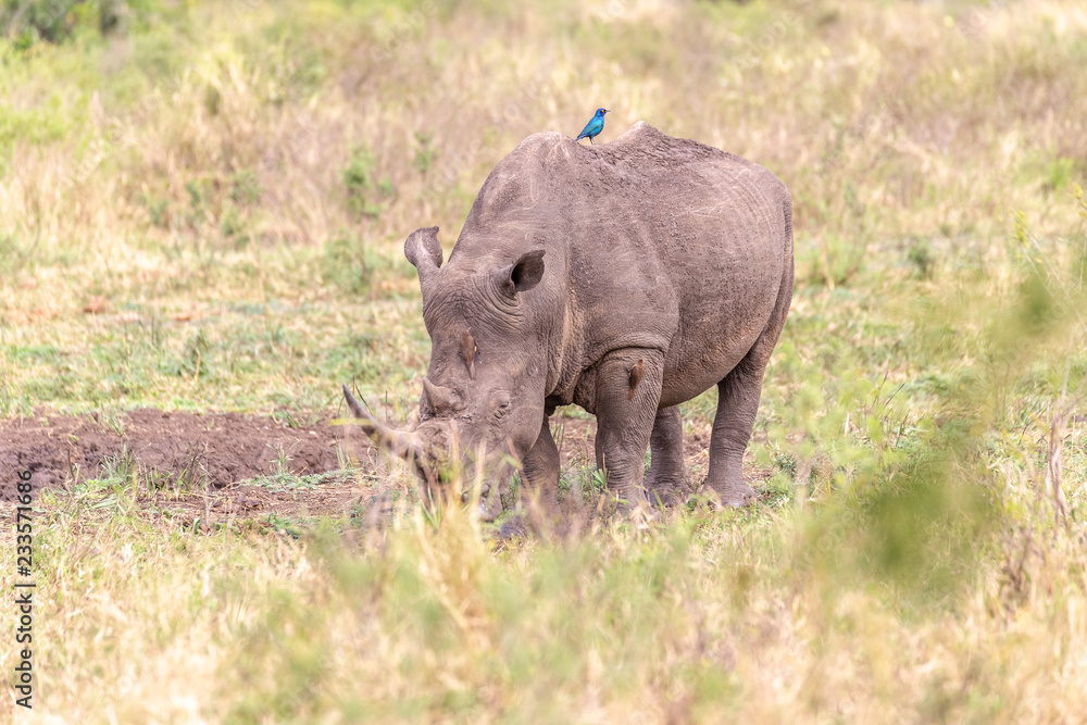 Rhinocéros et oiseau bleu Rhinocéros et oiseau bleu