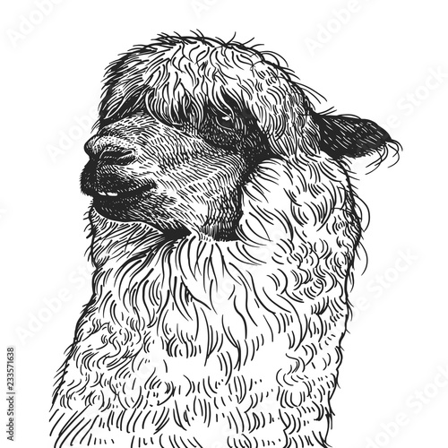 Realistic portrait of South American animal Lama. Vintage engraving. Black and white hand drawing. Vector