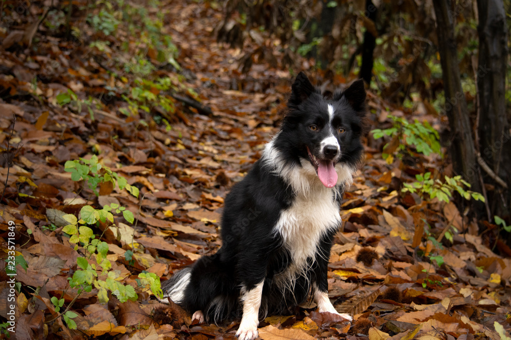 A wonderful border collie puppy plays with his ball in the autumn leaves. A wonderful border collie puppy plays with his ball in the autumn leaves.