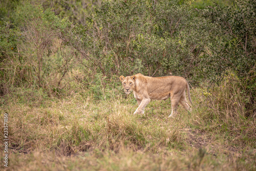 Lionne © Frederic