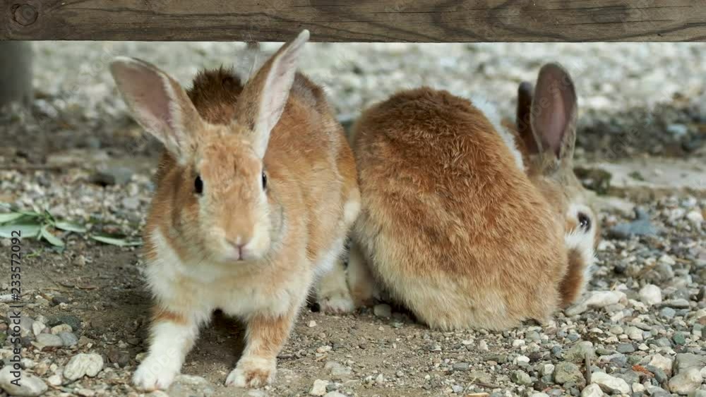 Pair of brown fluffy rabbits sitting on ground. Pair of brown fluffy rabbits sitting on ground.