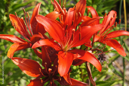Fototapeta Naklejka Na Ścianę i Meble -  Lilium bulbiferum red lily flowers head