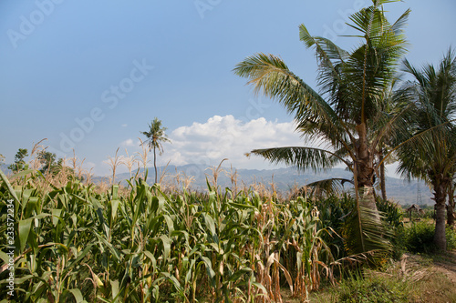 Corn field in Indonesia.