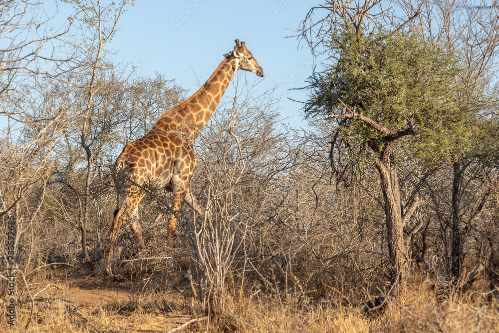 Obraz premium Żyrafa