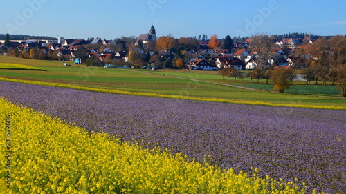 Effringen im Schwarzwald mit blauer Bienenweide und gelbem Acker-Senf im Vordergrund im Herbst photo