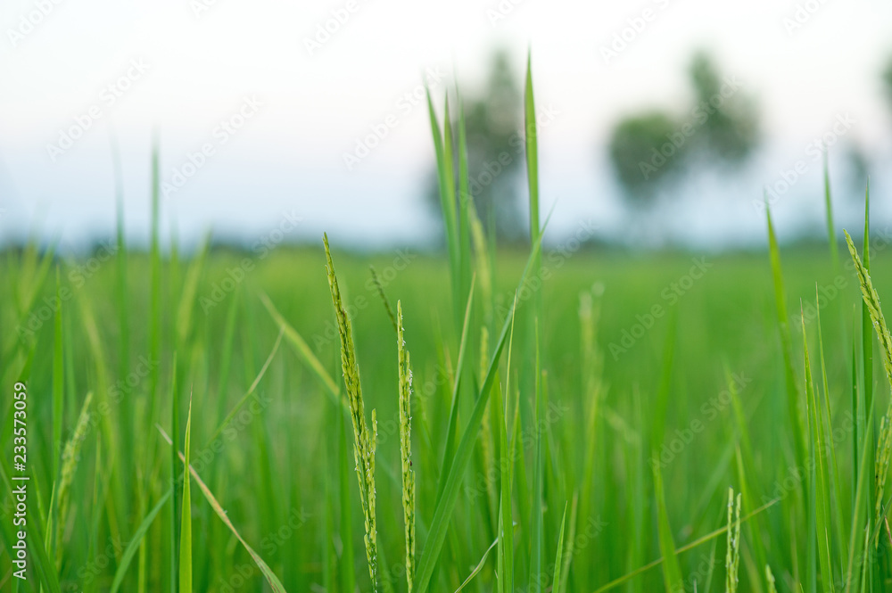 Obraz premium Green rice field full of rice Farmer productivity