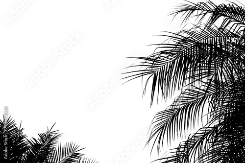 closeup palm leaves - monochrome
